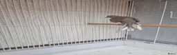 Finches birds for sale: Birds for sale in Stoke-on-Trent  - Advert 2
