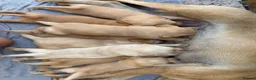 Labrador Retriever dogs for sale: 8 Labrador puppy’s for sale  - Advert 12