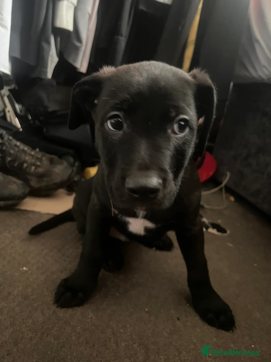 Mixed Breed dogs for sale: 8 Beautiful Mastiff x Staff x Black Mouth Cur Pups - Advert 11