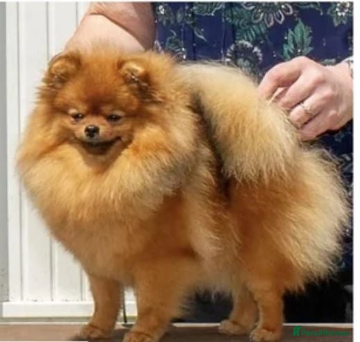 Pomeranian dogs Teddy Bear Pomeranians Eye Catching 🧸🧸🧸 - Advert 1