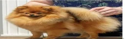 Pomeranian dogs for sale: Teddy Bear Pomeranians Eye Catching 🧸🧸🧸 - Advert 1
