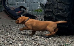 Labrador Retriever dogs for sale: Fox Red Labrador Puppies For Sale in Stranraer - Image 17