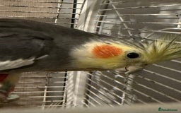 Cockatiels birds for sale: M/F cockatiels with cage - Image 2