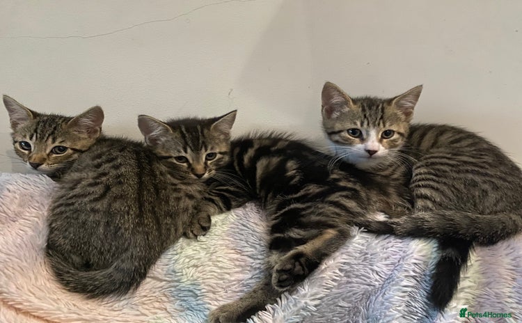 Mixed Breed cats Tabby Kittens for Sale  - Advert 13