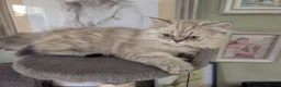 Persian cats for sale: Stunning Persian Boys - Advert 4