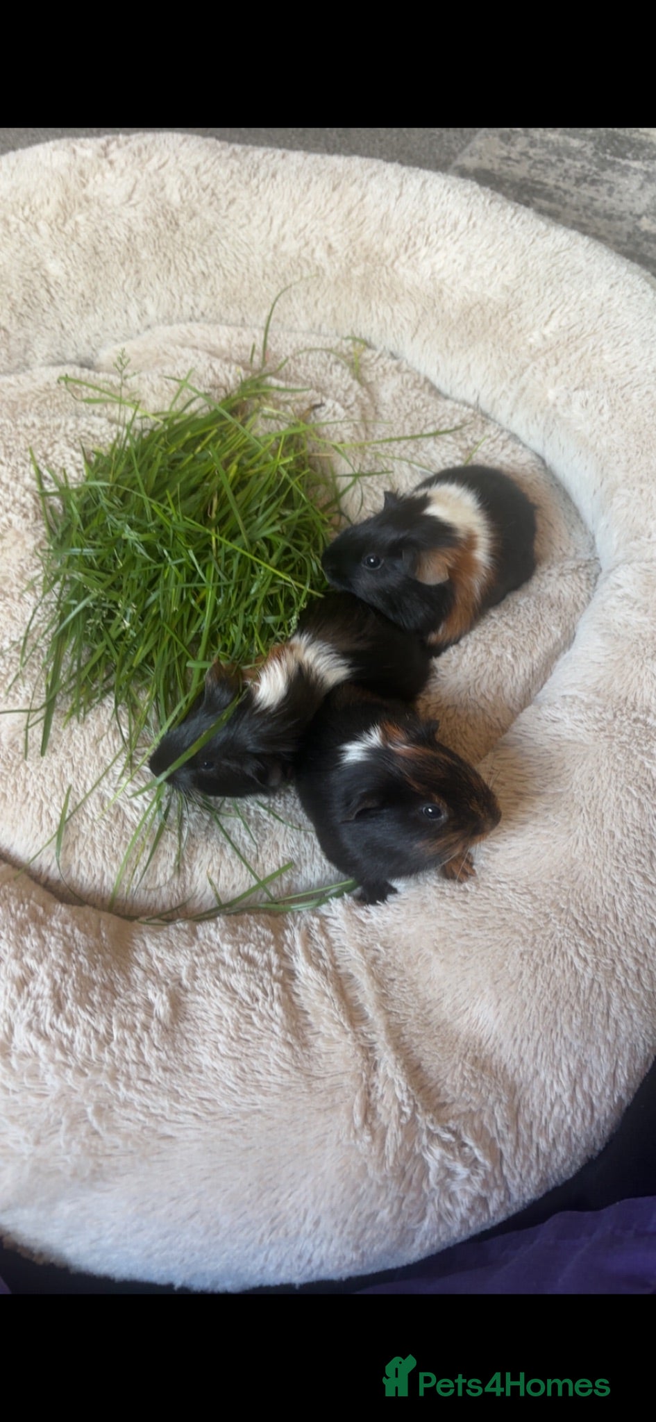 Guinea Pig rodents X2 male guinea pigs  - Advert 2