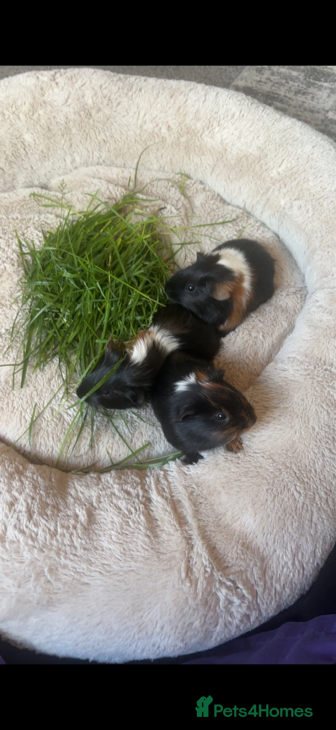 Guinea Pig rodents for sale: X2 male guinea pigs  - Advert 1