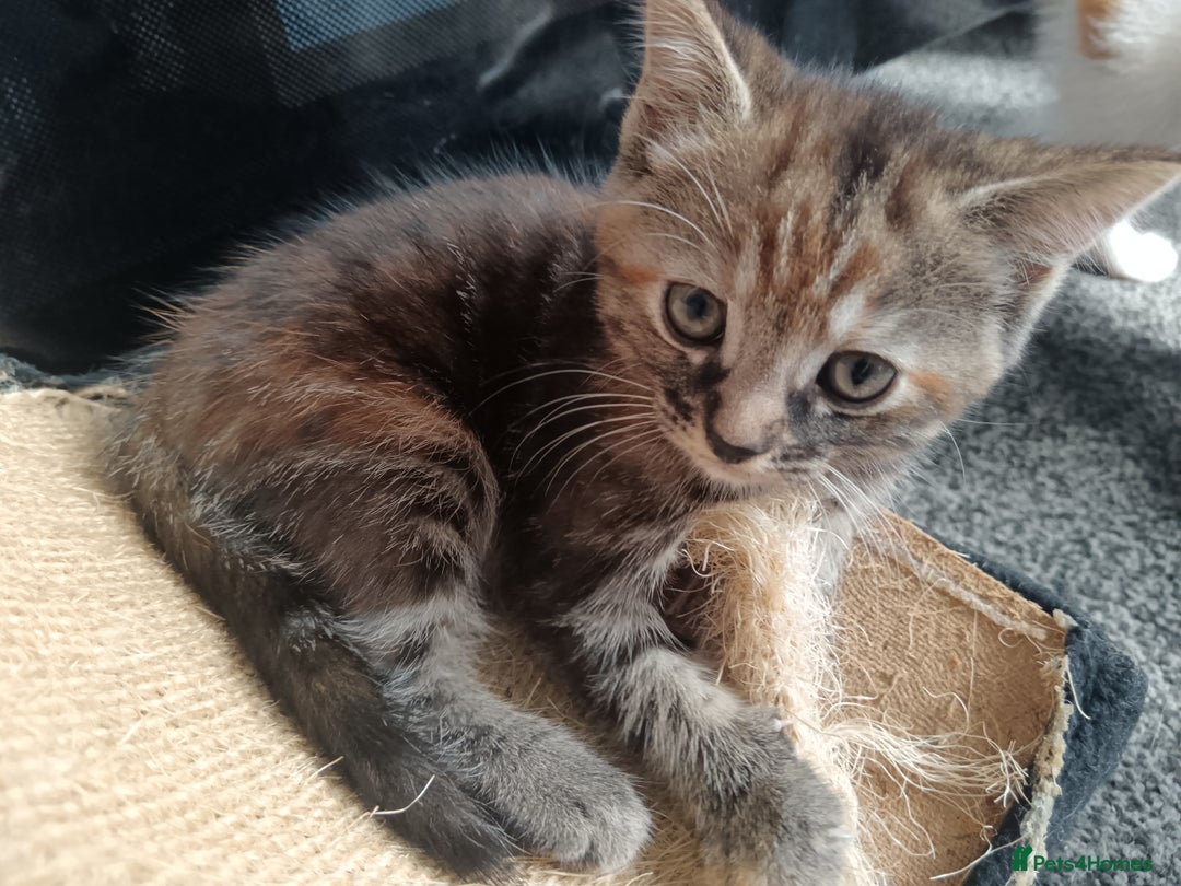 Mixed Breed cats for sale: 3 Gorgeous Kittens - Image 4