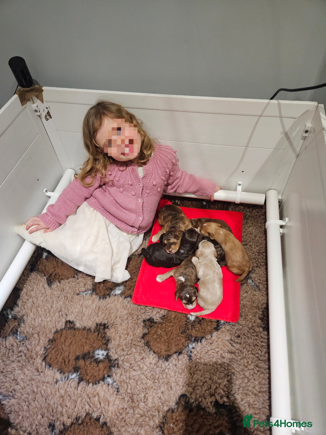 Cockapoo dogs for sale: F3b Cockapoo Puppies – DNA health tested - Advert 23