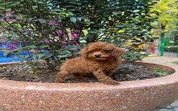 Toy Poodle dogs for sale: Adorable Toy Poodle Puppies  - Image 12