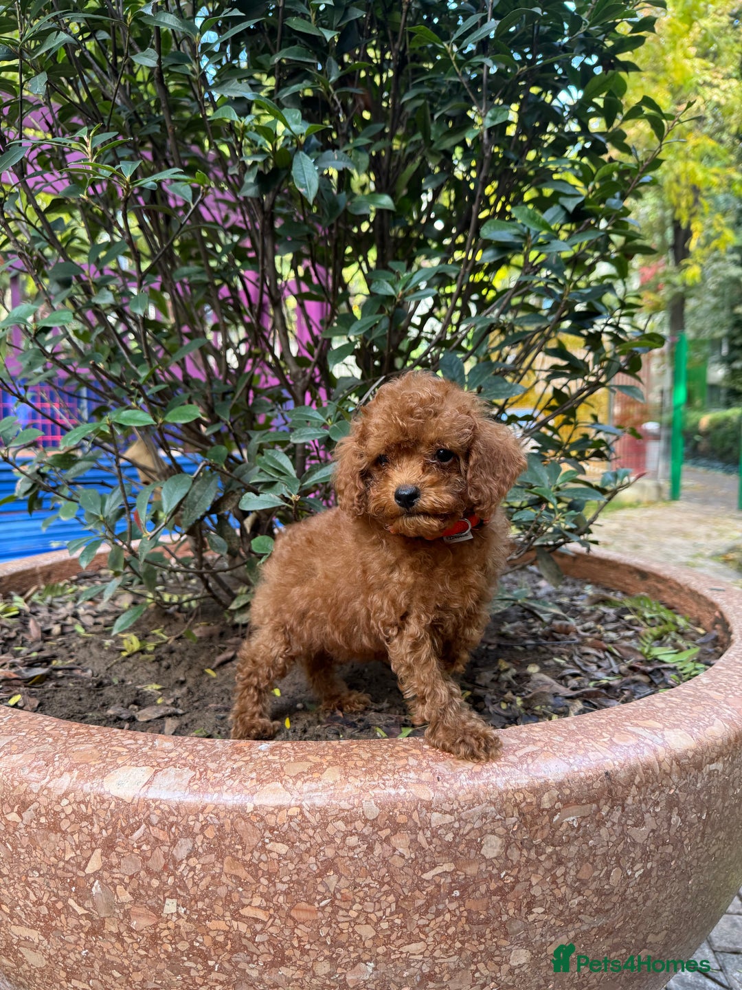 Toy Poodle dogs for sale: Adorable Toy Poodle Puppies  - Image 12
