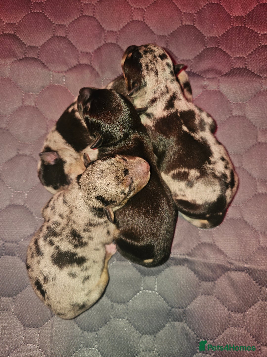 Jack Russell dogs for sale: Pure Breed special colour Jack Russells  - Advert 24