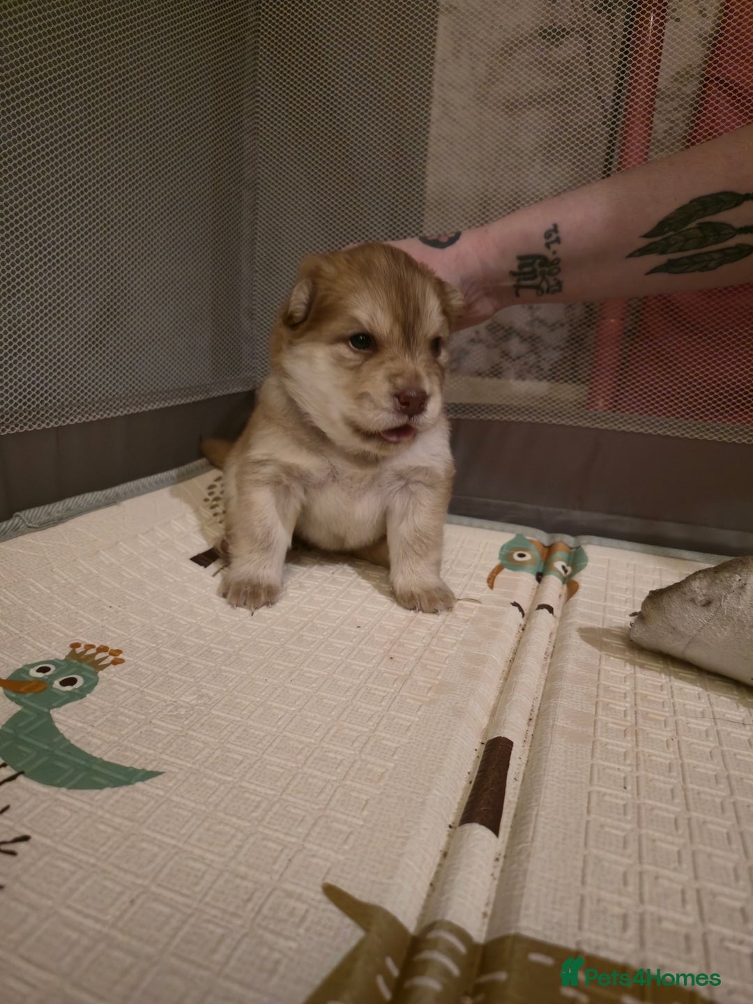 Mixed Breed dogs for sale: Chowsky Puppies - Advert 7