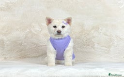 Chow Chow dogs for sale: Stunning genuine chowsky puppies for sale  - Image 3