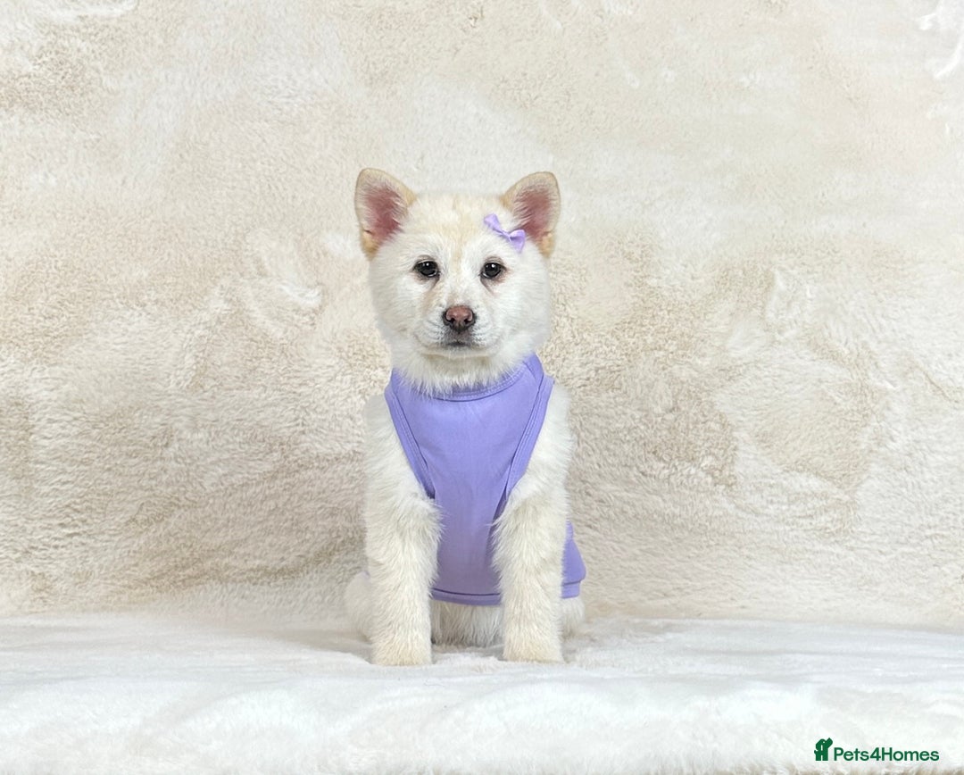 Chow Chow dogs for sale: Stunning genuine chowsky puppies for sale  - Image 3