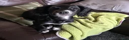 Mixed Breed dogs for sale: Cocker/Jack Russell  - Advert 2