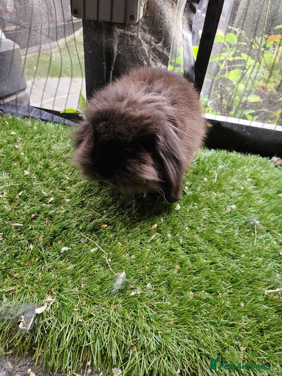 Mini Lion Lop rabbits for sale: Mini lion lop baby rabbits seal point chocolate in Durham - Image 2