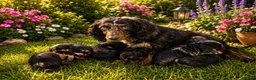 Mixed Breed dogs for sale: beautiful schnauzer cross cocker spaniels  in Wimborne - Advert 1
