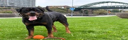 Rottweiler dogs for stud: Onex de Tierra Ibera available for stud in Newark - Advert 11