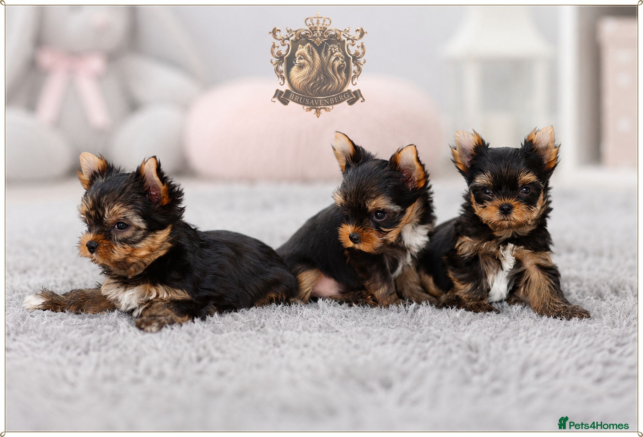 Yorkshire Terrier dogs MINIATURE YORKSHIRE TERRIERS KC PARENTS DNA TESTED - Advert 2