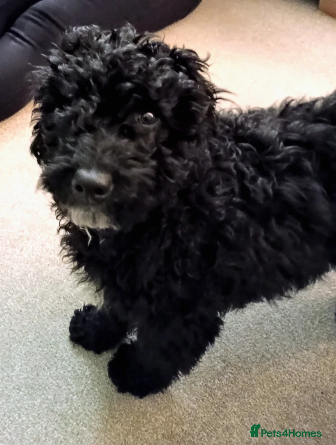 Cockapoo dogs for sale: 9 month old Cockapoo  in Sudbury - Advert 1