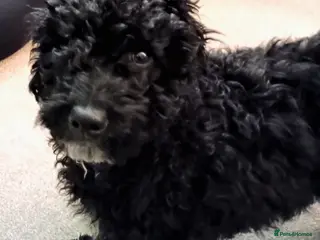 Cockapoo dogs 9 month old Cockapoo - Advert 1