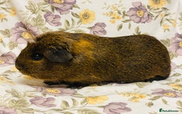 Guinea Pig rodents for sale: Beautiful mix of baby male Guineapigs  - Advert 24