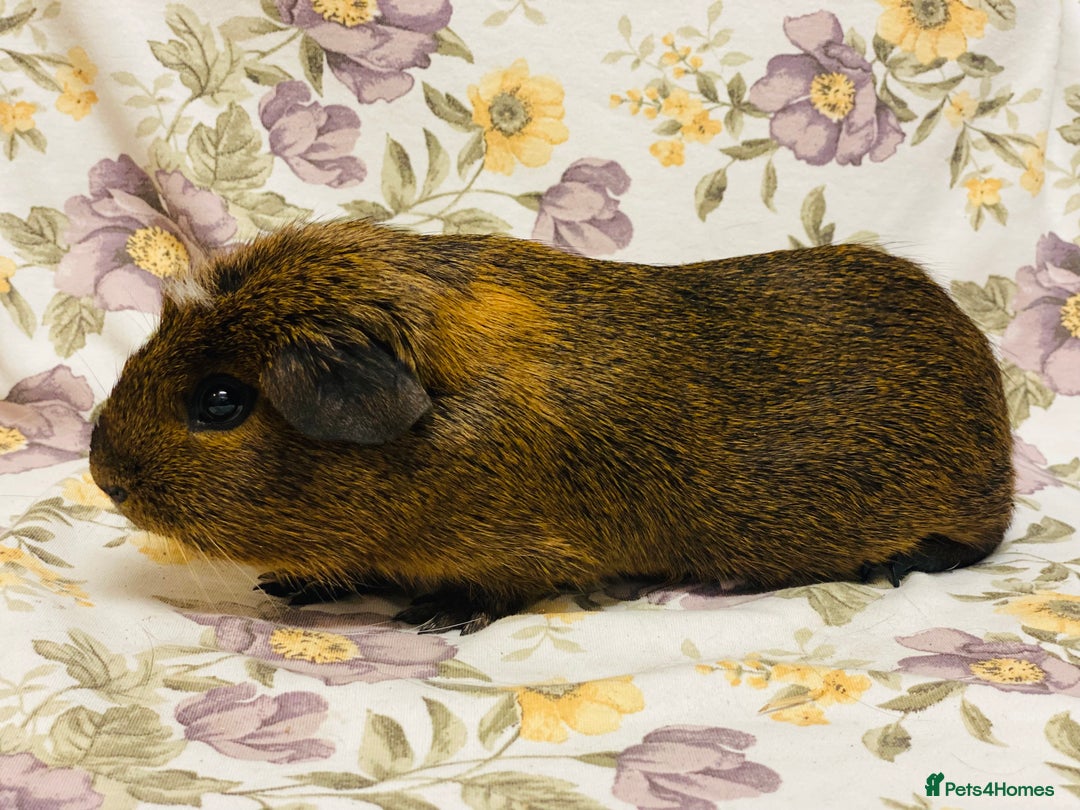 Guinea Pig rodents for sale: Beautiful mix of baby male Guineapigs  - Advert 24
