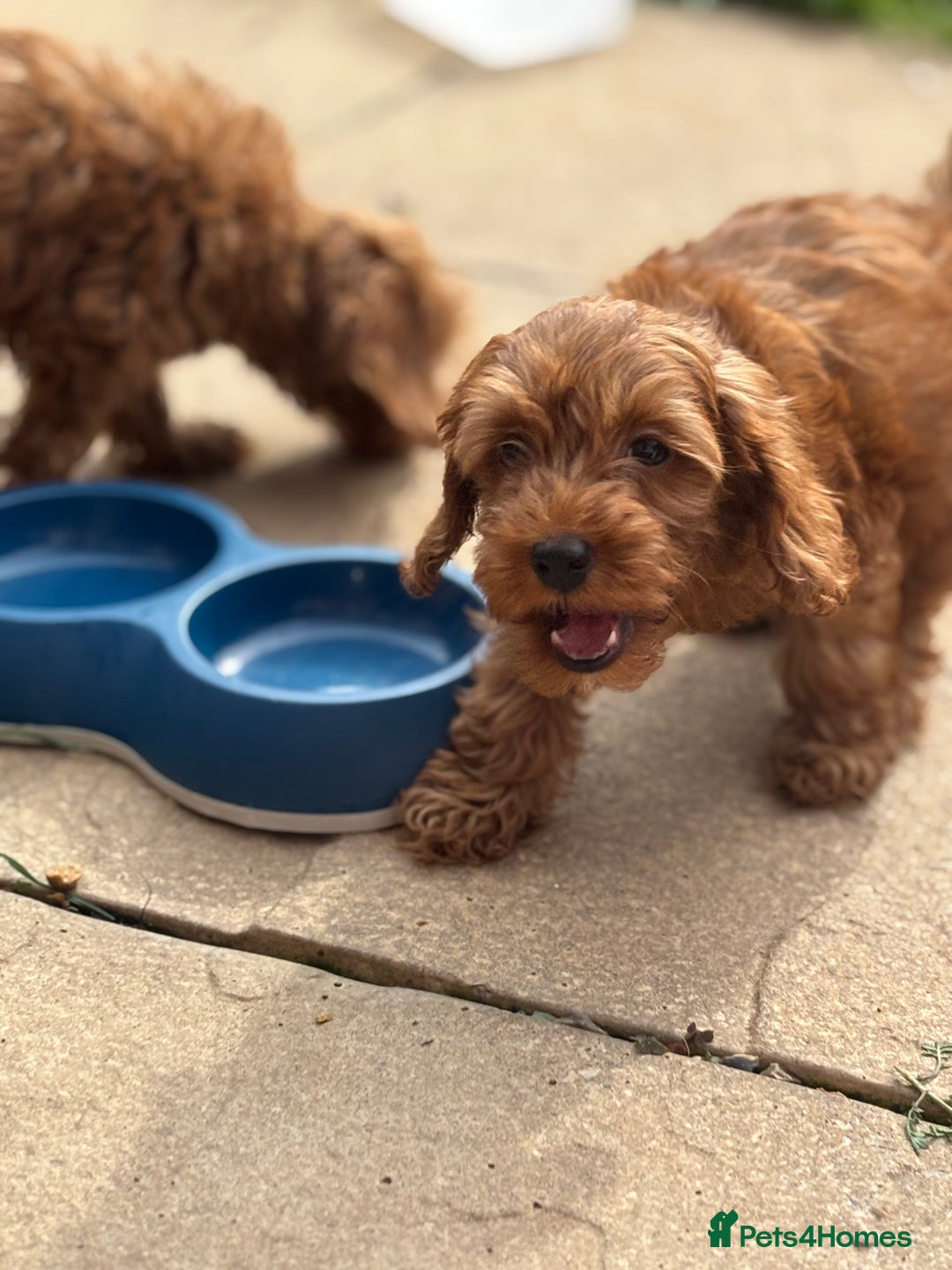 Miniature Poodle dogs for sale: Gorgeous apricot miniature poodle puppies - Image 5
