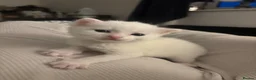 British Shorthair cats for sale: 3 beautiful pedigree kittens, white siblings!  - Advert 5