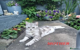 American Shorthair cats for sale: Gorgeous girls looking for new home🏡 - Image 11