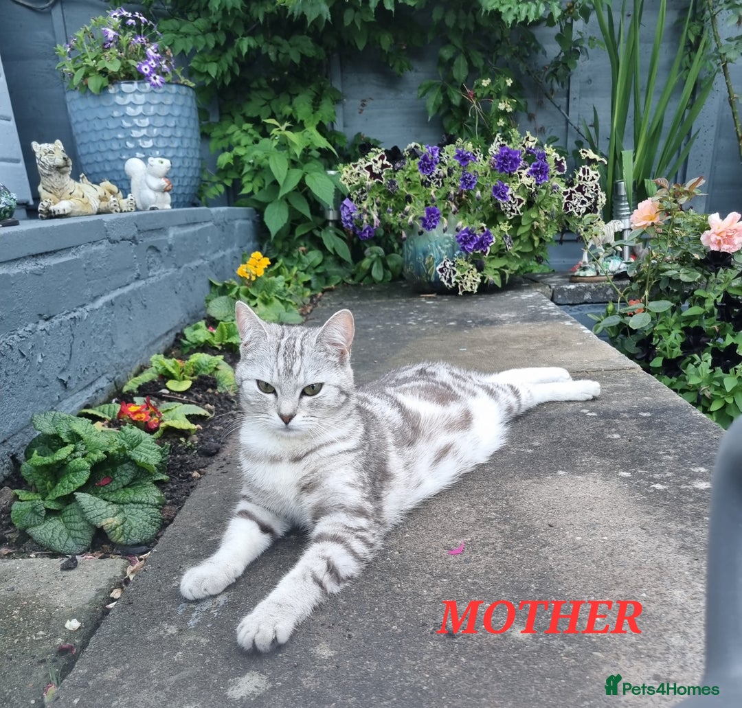 American Shorthair cats for sale: Gorgeous girls looking for new home🏡 - Image 11