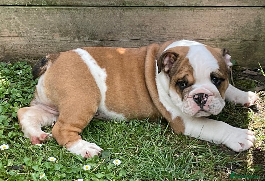 English Bulldog dogs for sale:  ENGLISH RED+WHITE MALE BULLDOG READY TO GO FRIDAY - Image 7