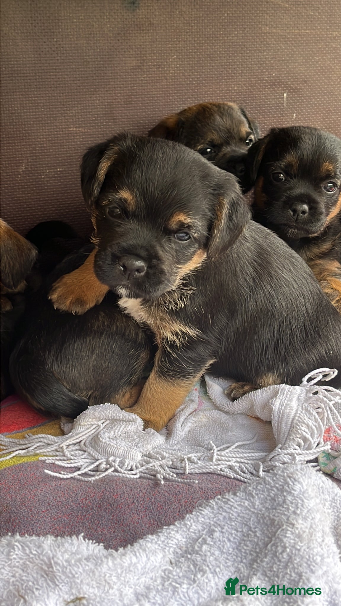 Border Terrier dogs Blue and Tan border terrier - Advert 17