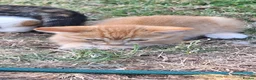 Mixed Breed cats for sale: Ginger kittens - Advert 3