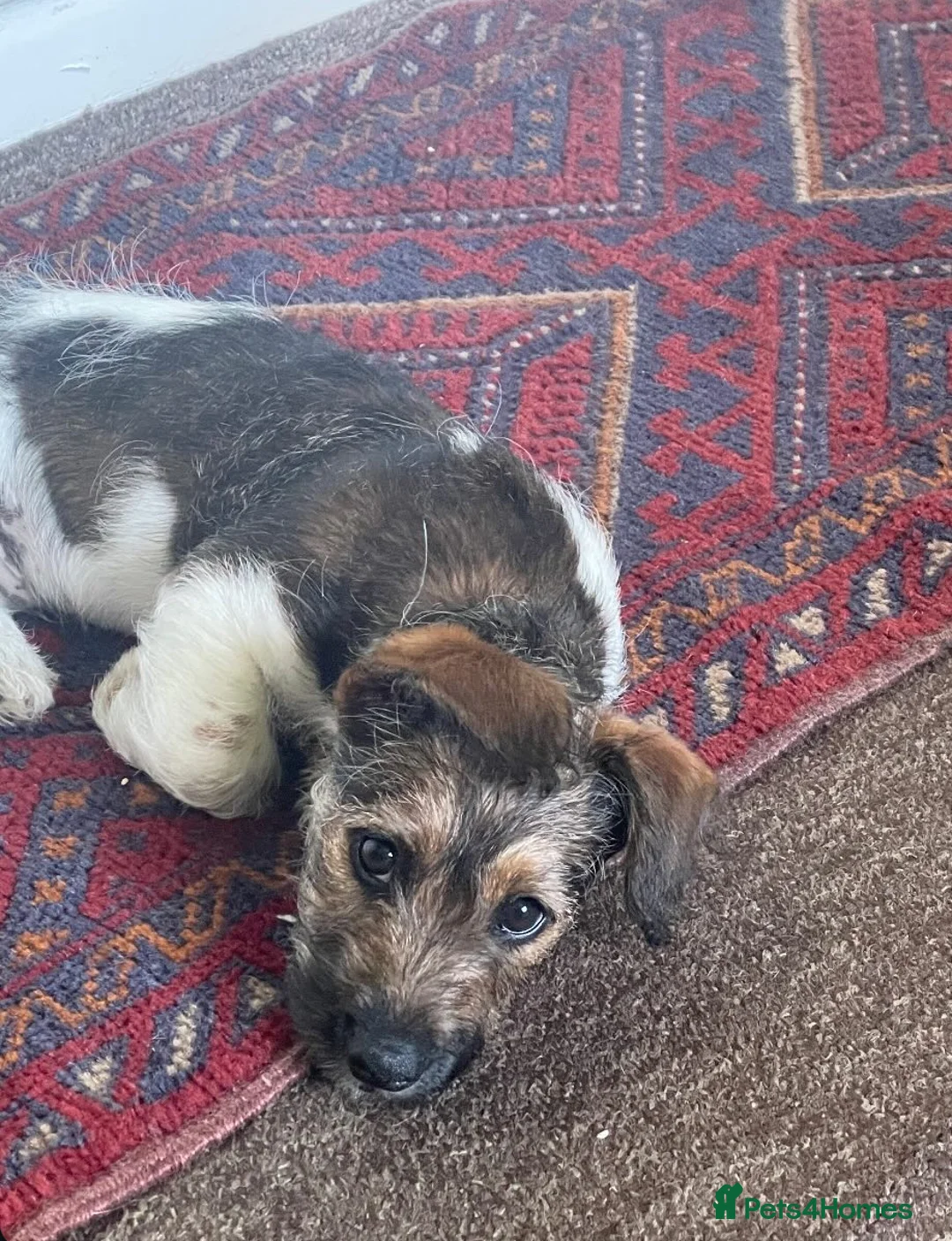 Jack Russell dogs for stud: Proven rough coated JR *REAL GEM OF A DOG* in Bristol - Advert 17