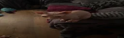 Sphynx cats for sale: Beautiful Canadian Sphynx kittens  - Advert 3