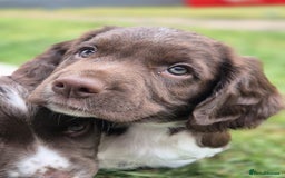 English Springer Spaniel dogs for sale: KC Reg. READY NOW. English Springer Spaniel 8 WKS - Image 27