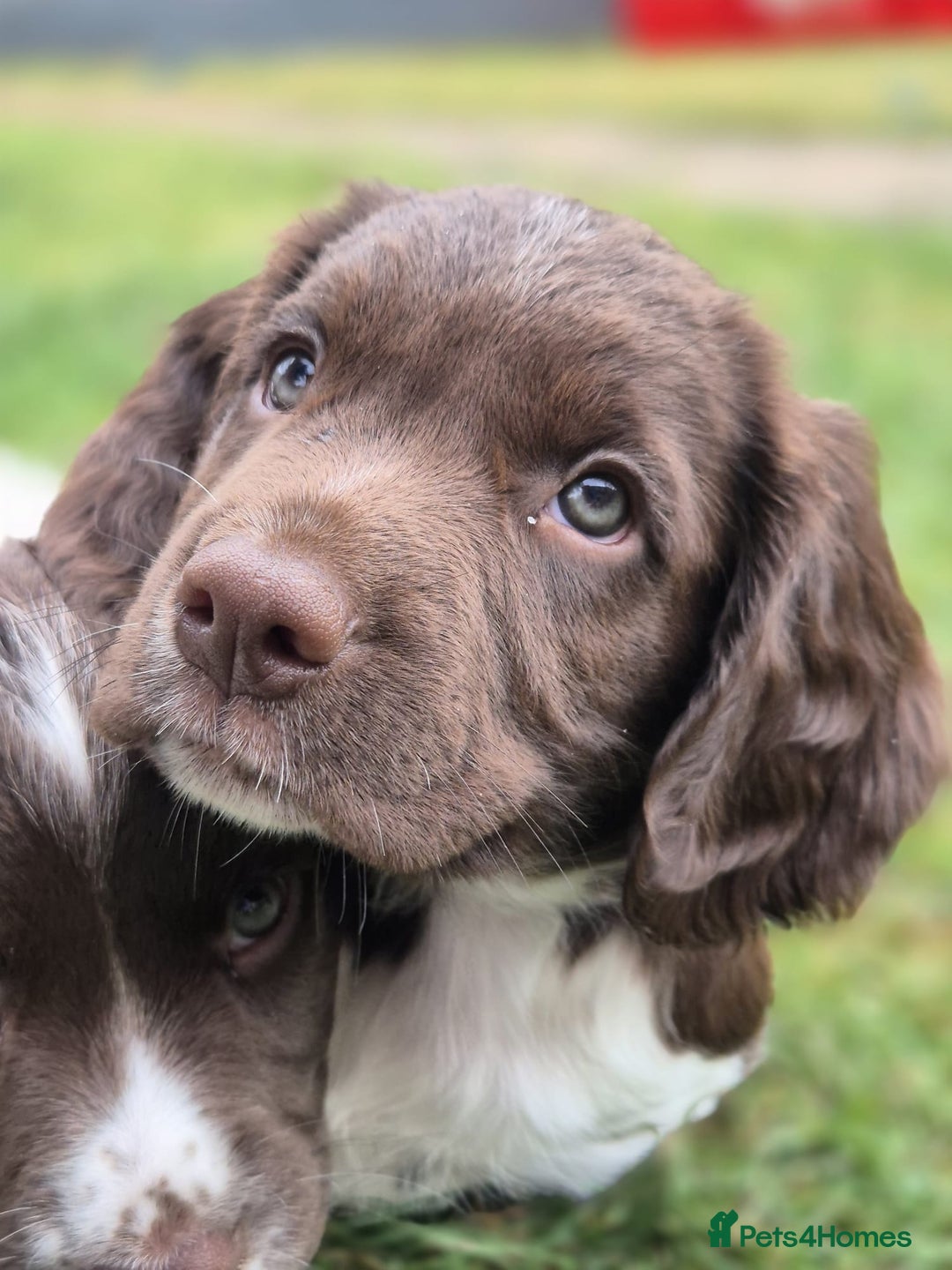 English Springer Spaniel dogs for sale: KC Reg. READY NOW. English Springer Spaniel 8 WKS - Image 27