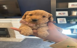 Cavapoo dogs for sale: F1B CAVAPOO PUPPIES  - Image 6