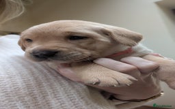 Labrador Retriever dogs for sale: KC Registered Working Labradors - Image 12