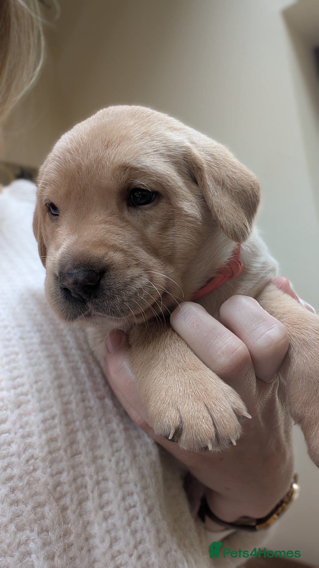 Labrador Retriever dogs for sale: KC Registered Working Labradors - Image 12