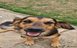 Mixed Breed dogs for sale: 10 month old  Frank, Our GSDxSpringer Spaniel - Image 3