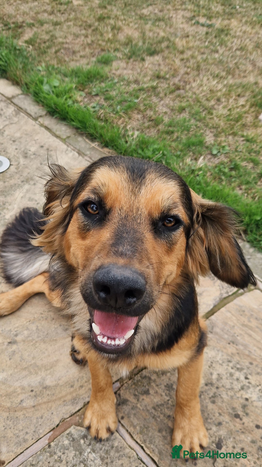 Mixed Breed dogs for sale: 10 month old  Frank, Our GSDxSpringer Spaniel - Image 3