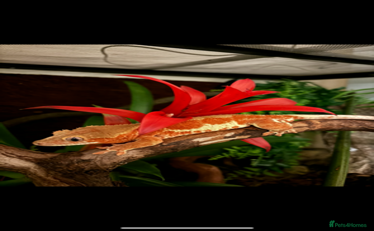 Gecko reptiles - Advert 3