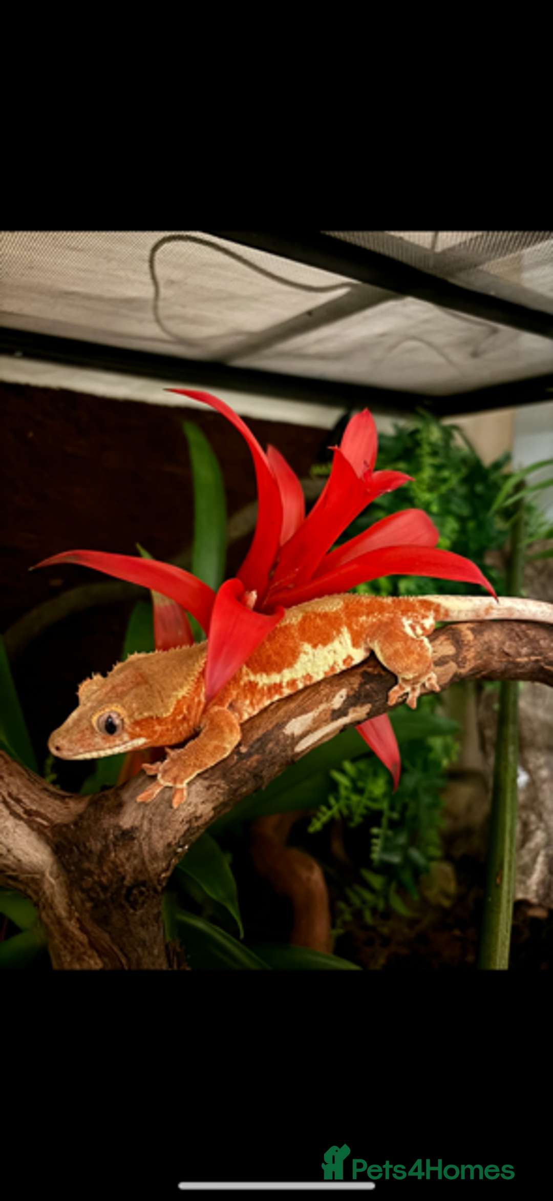 Gecko reptiles for sale: Phantom Red Lilly White  - Image 1