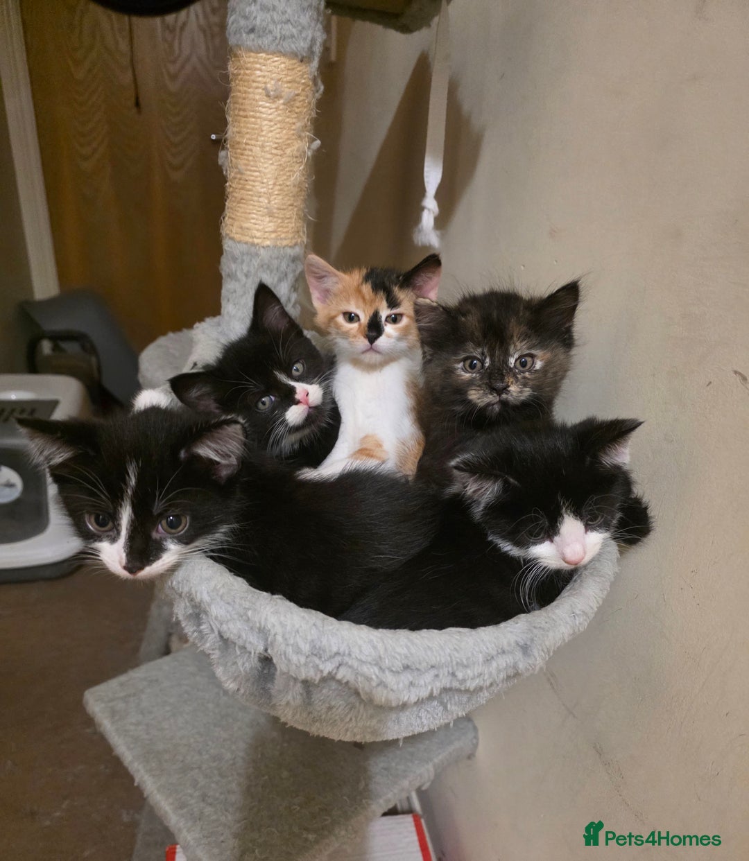 Mixed Breed cats for sale: Adorable longhair and short hair  - Advert 1