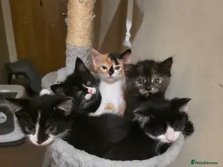 Mixed Breed cats Adorable longhair and short hair - Advert 17