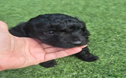 Maltipoo dogs for sale: Maltipoo puppies ready now  - Image 5