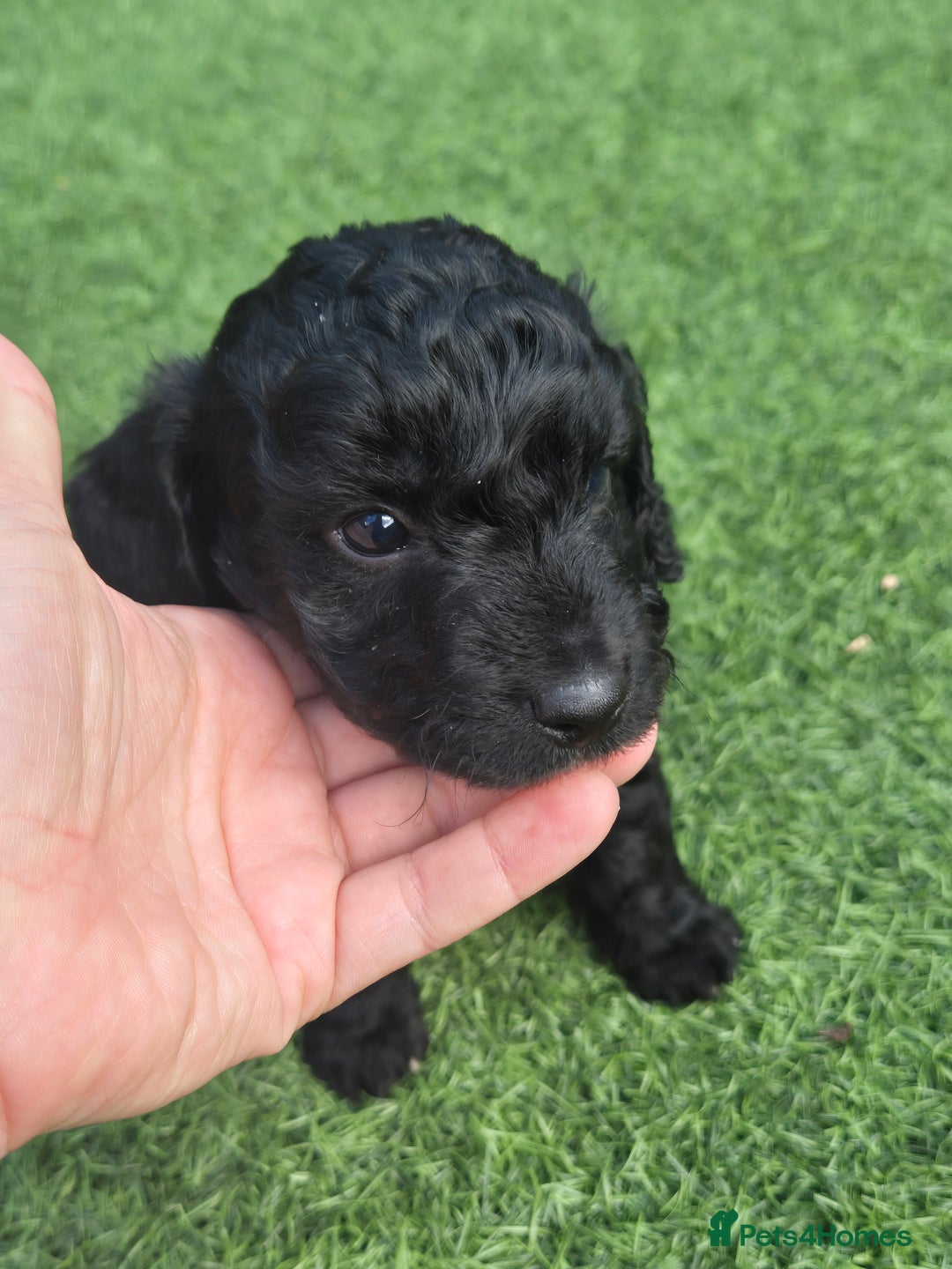 Maltipoo dogs for sale: Maltipoo puppies ready now  - Image 5